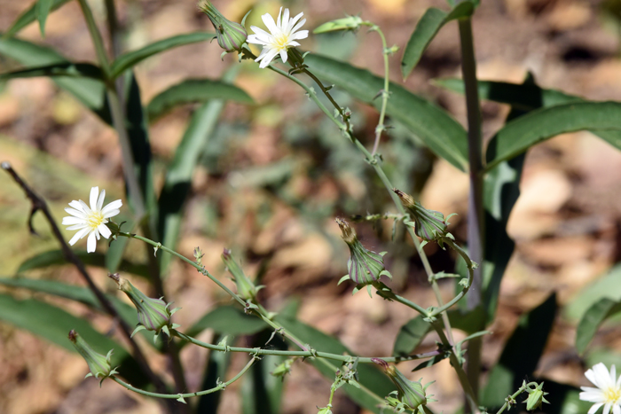 California Chicory grows from 8 to 30 inches (20-76 cm) or more; 6 feet (150 cm) and prefers elevations 3,000 to 4,500 feet (914-1,372 m). Habitat preferences are shrubby slopes, open areas, open woods, deserts, common after fires. Rafinesquia californica